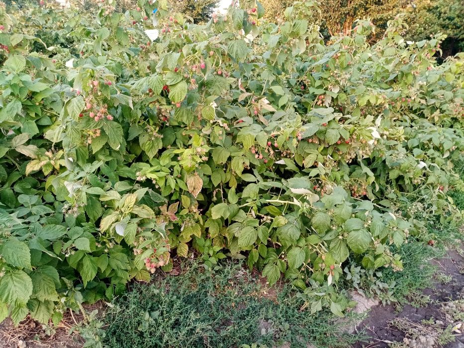Продам саженцы малины Геракл