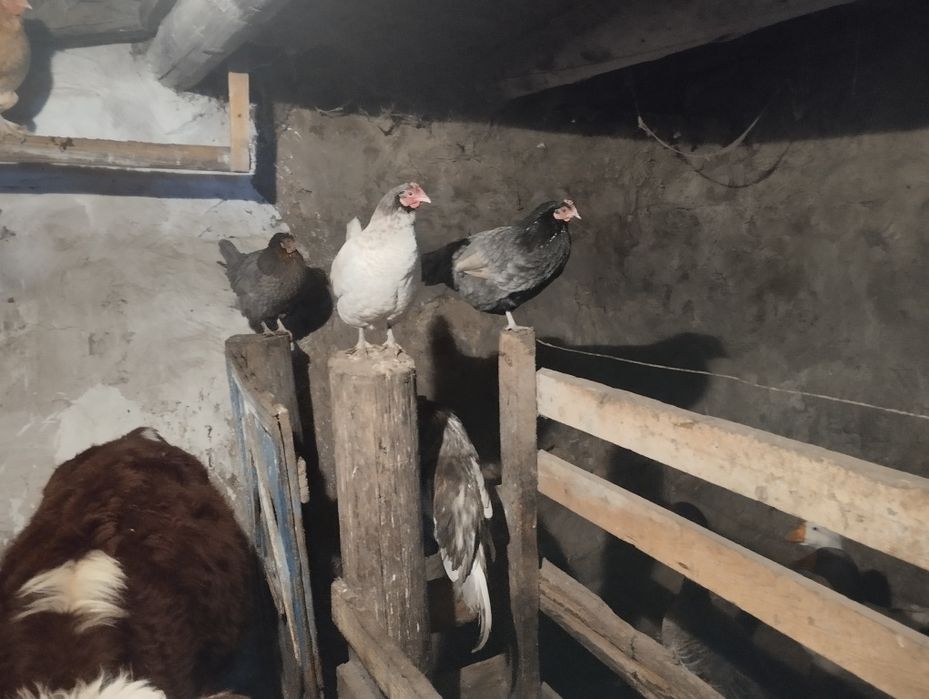 Продам дамашний куры