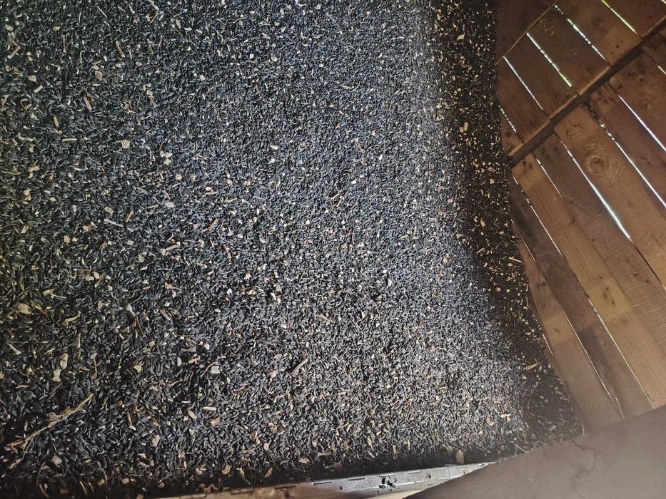 vand seminte floarea soarelui
