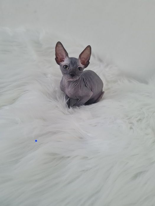 Pisică sphynx mascul blue