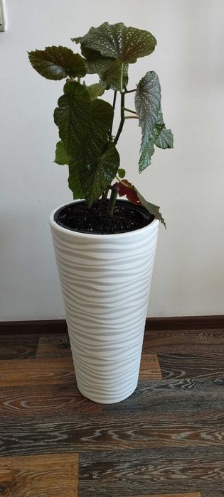 Комнатные цветы для офисов и для дома