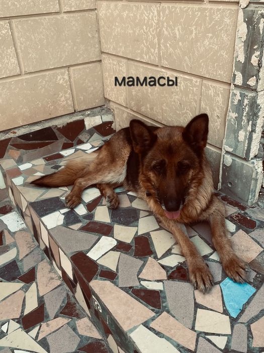 Күшіктер сатылады