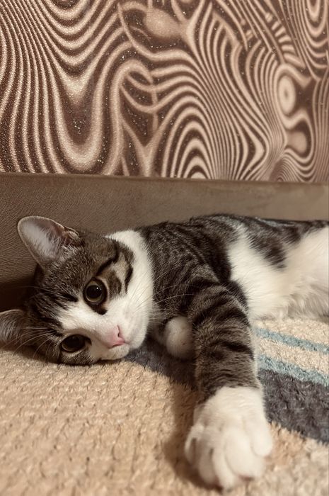 Отдадим в добрые руки!