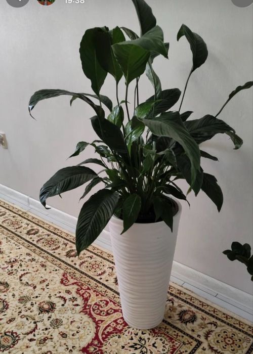 Продам комнатные растения, цветы