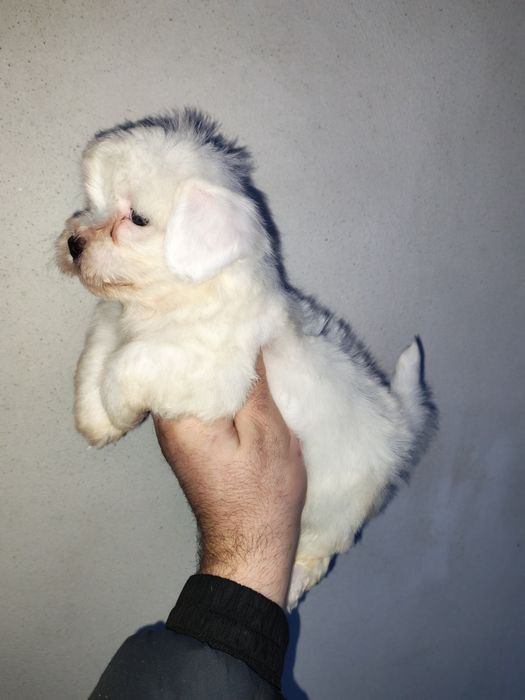 Bichon Maltez mini toy – fetiță