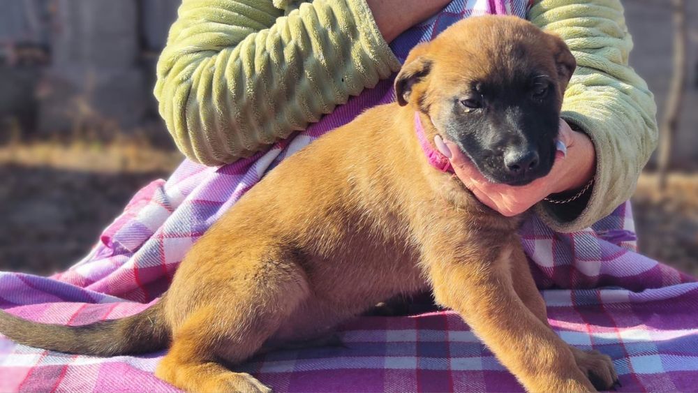 Щенки Малинуа бельгийская овчарка