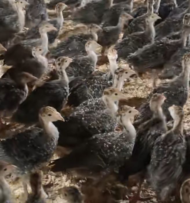 Индюшата Бронза Рубин БС