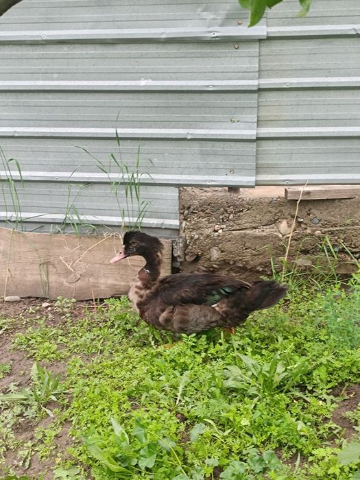 Продам 2 петуха 3 утки