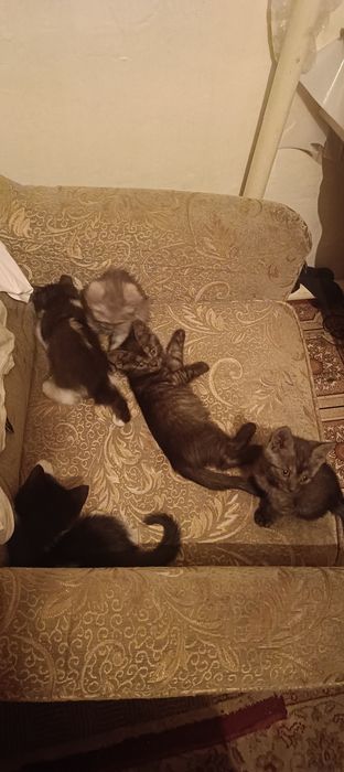 Отдам котяток в добрые руки