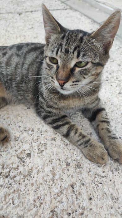 Мъжко таби коте
