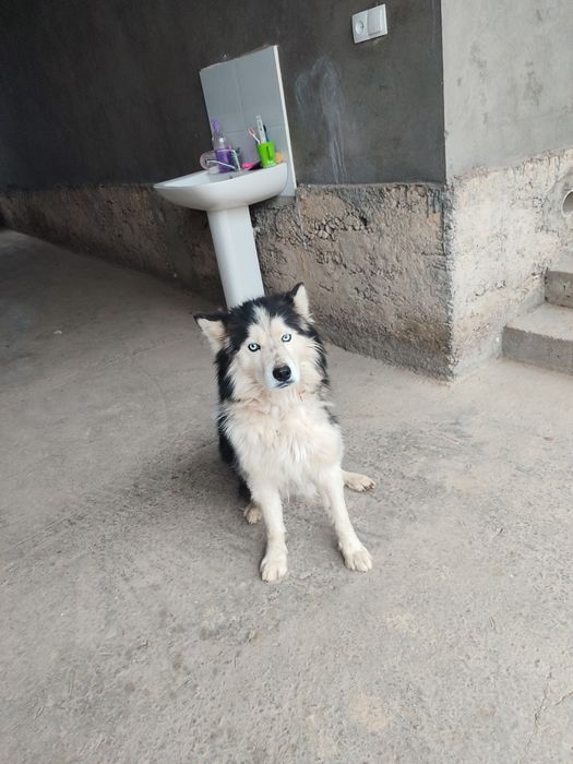 Кучук сотилади..