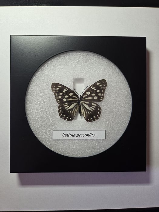 Препарирани пеперуди в рамка