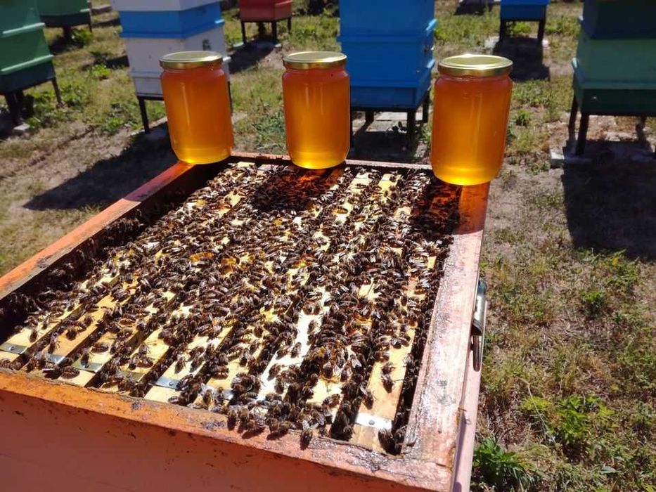 Пчелен        мед