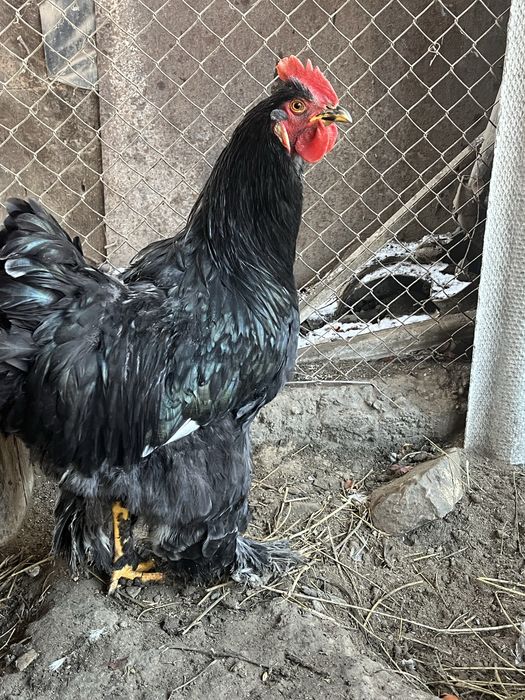 Продается породистые петухи