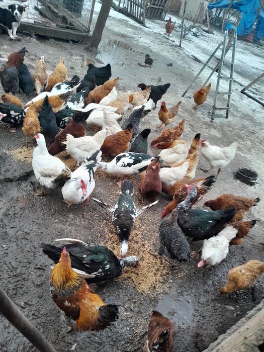 Vând găini și rațe!