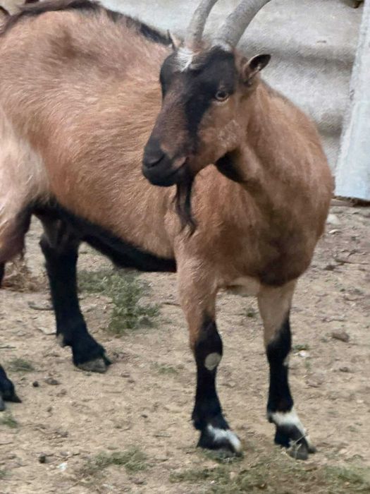 Capra de vanzare