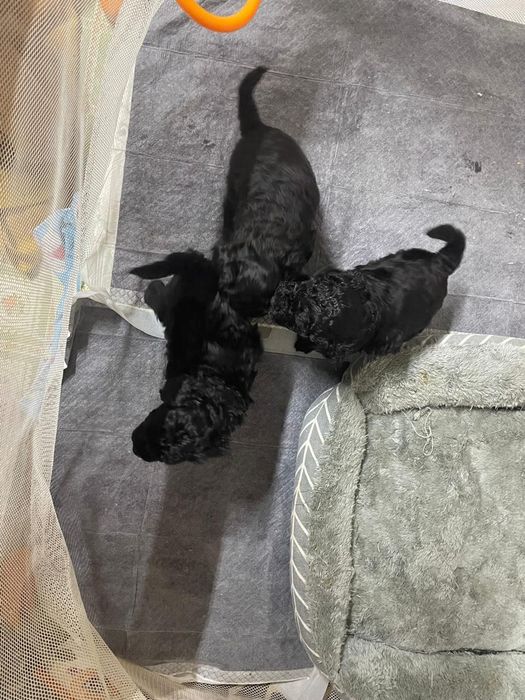 Щенки той пудель