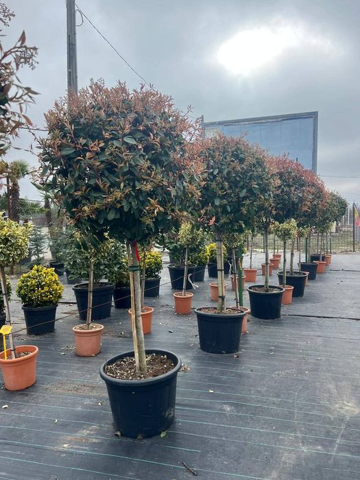 Potinia red robin