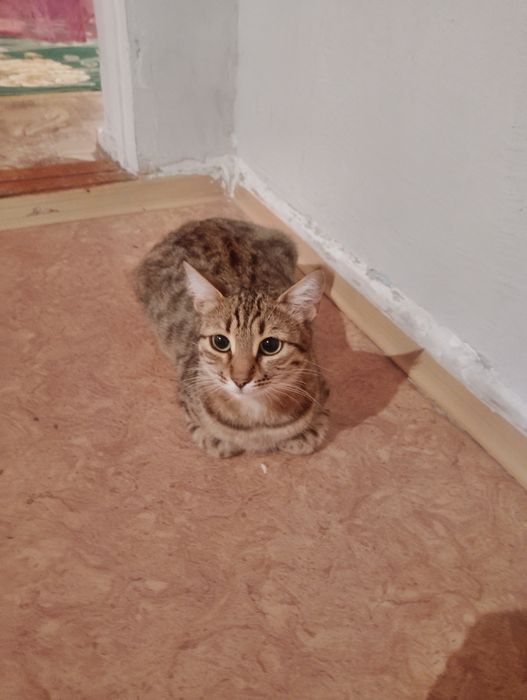 Кошка бенгальская