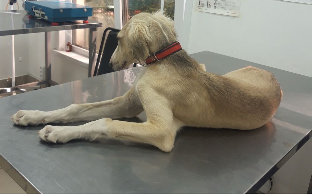 Тазы ! 2 Шашақ қаншық сатылады, 2023 тің күшігі