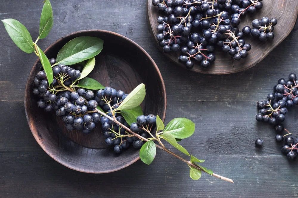 Fructe Aronia- Câmpina, Prahova