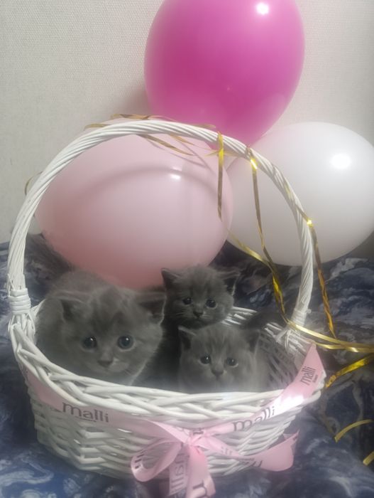 Британские котята