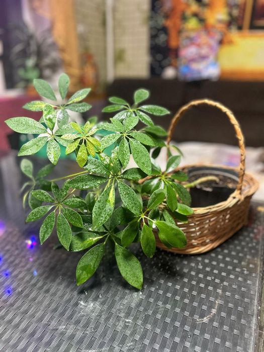 Комнатные растения