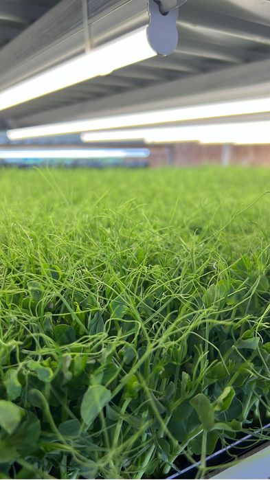 Microplante En Gross