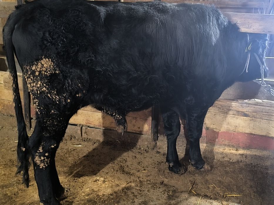 Продам бычков 5 шт