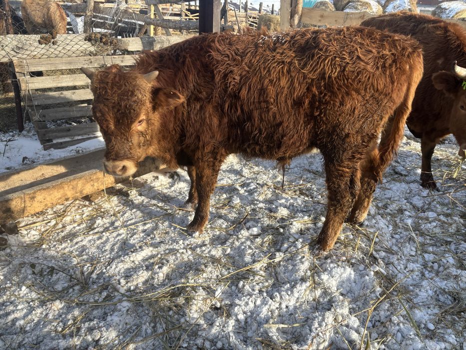 Откорм  букалар.