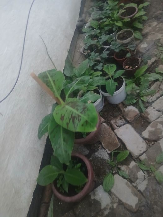 Banan ko‘chatlari sotiladi