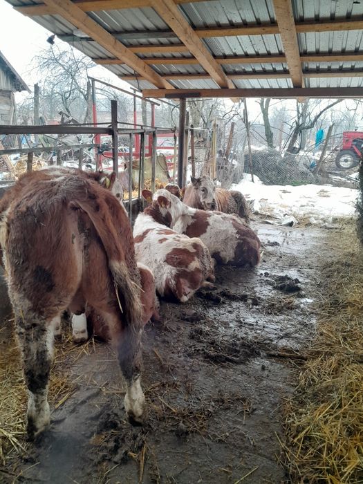 Vând  3  femele și  2  masculi ,rasă bălțată