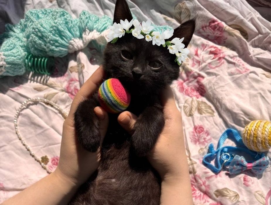 Пристраиваются котята в добрые и ответственные руки.