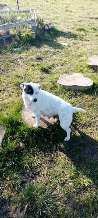 Женско куче на 2 месеца