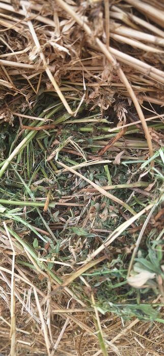 Vând baloți de lucernă uscată și infoliata și baloți de fan 2025