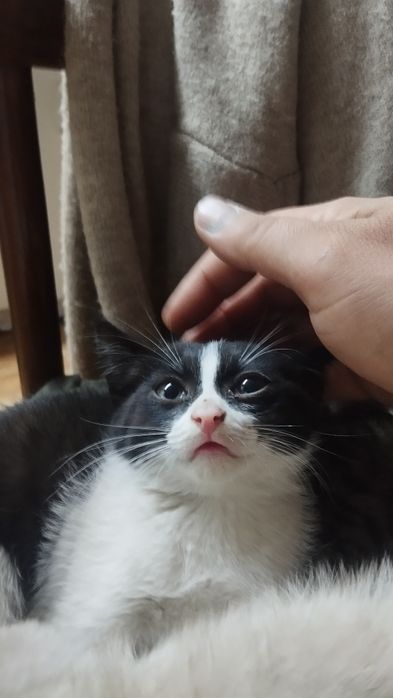 Котик маскарадный мальчик 2.5 месяца