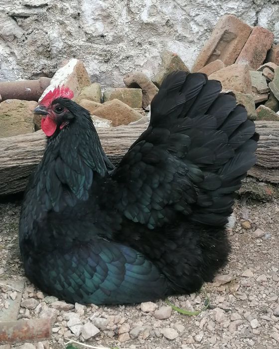 Тухум tuxum закасга йигиб берамиз АВСТРАЛОРП тозза зот