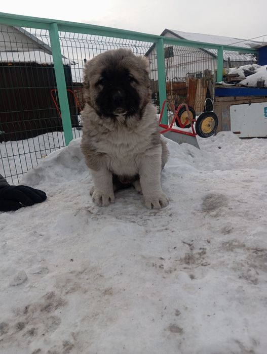 САО Алабай Караганда