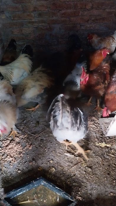 Mai am 3 cocosi pt Supa crescuti liberii bio