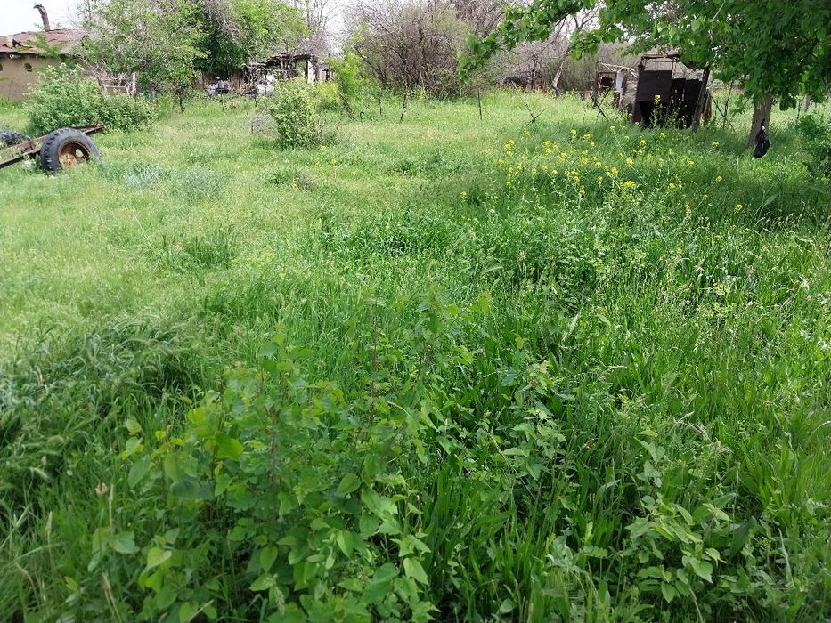 Урилмаган яшил ут сотилади