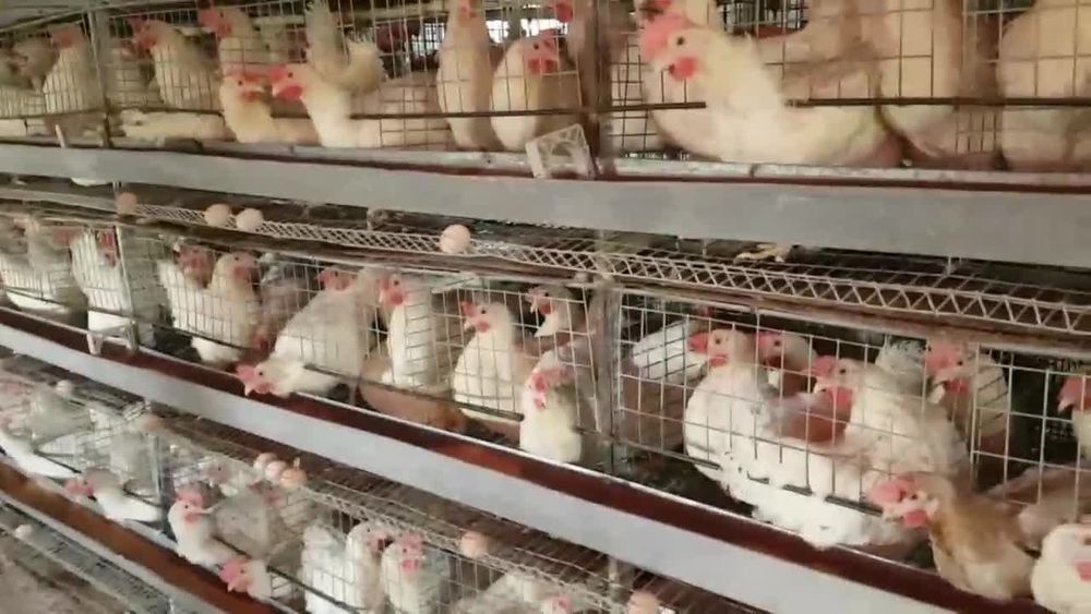 Loman sendi tuxum boshlagan eng ser tuxum tovuqlar sotiladi