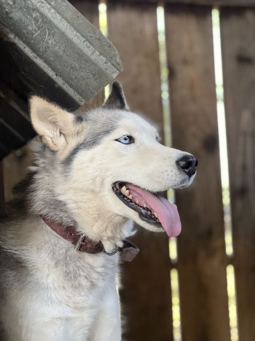 Donez doua femele Husky Siberian