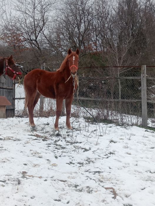 Iapă și mînza .9900 ron