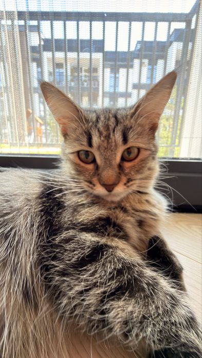 Котенок метис ищет дом