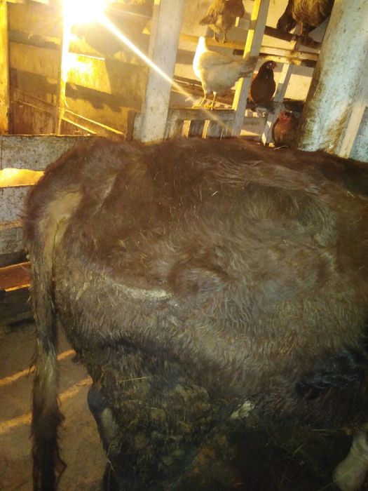 Продам быка год 9