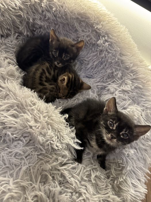 Бенгальские котята