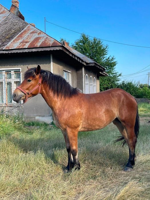 Vând mână de 2 ani!!