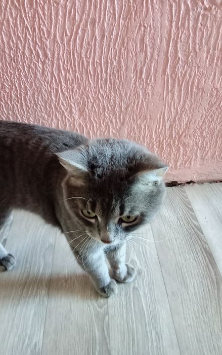 Отдам в добрые руки.