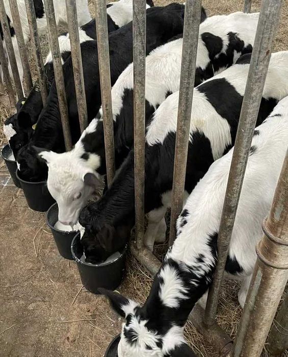 В продаже Телята бычки