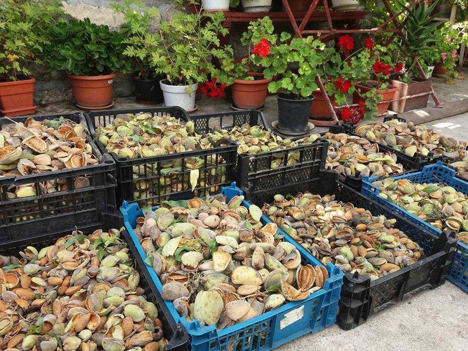 Vand migdale in coaja-productie 2024